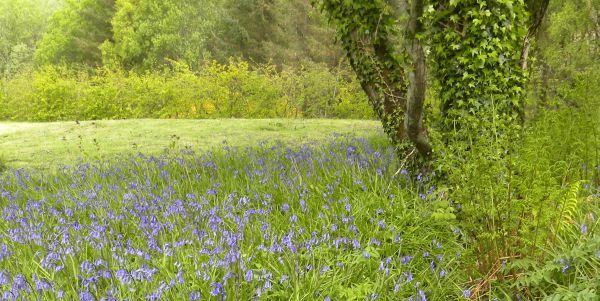 Field of Scottish Bluebells in May