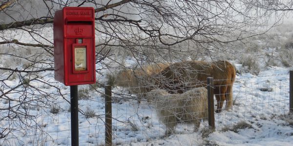 Royal Mail Box and Highland Coo in the Trossachs