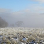 Trees in the Snowy Trossachs